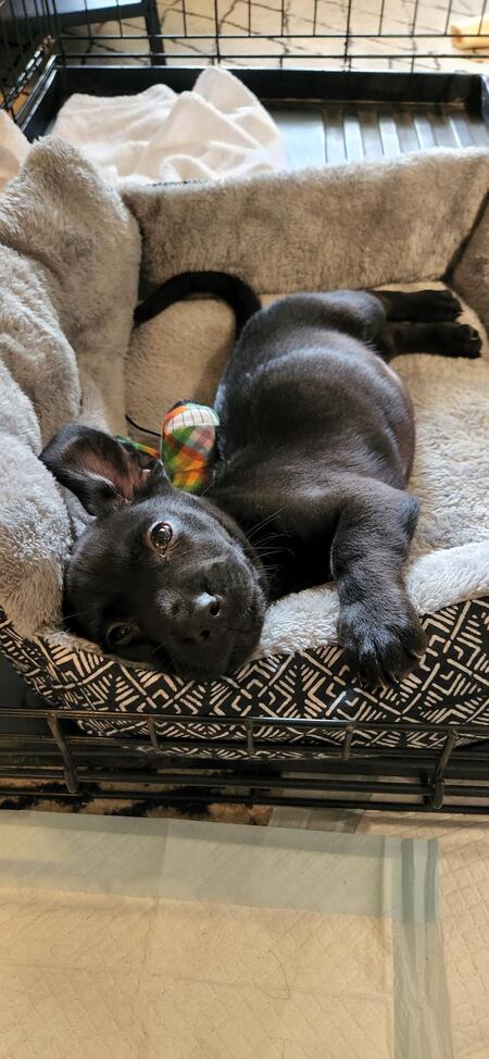 Entry image for Nugget . Clicking this image will show a larger photo