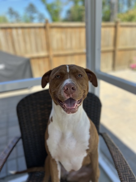 Entry image for Ellie. Clicking this image will show a larger photo