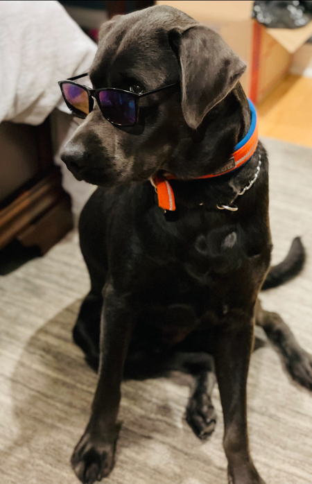 Entry image for Gunner. Clicking this image will show a larger photo