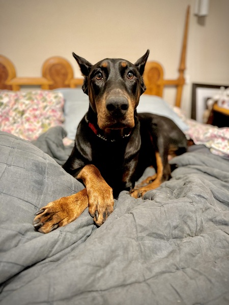 Entry image for Dahlia. Clicking this image will show a larger photo