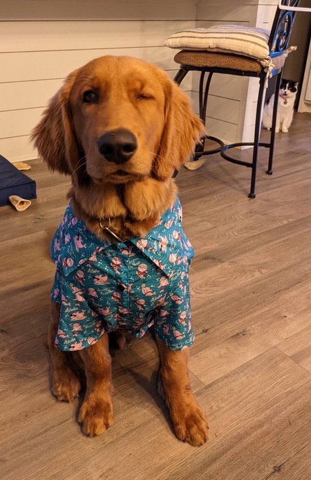 Entry image for Mowgli. Clicking this image will show a larger photo