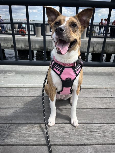 Entry image for Noulli. Clicking this image will show a larger photo