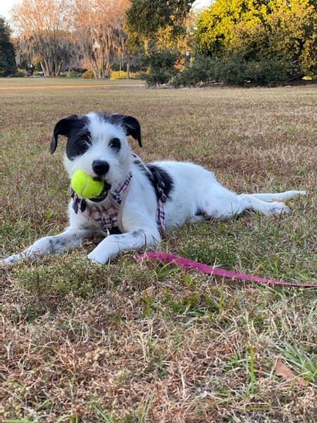 Entry image for Tilly. Clicking this image will show a larger photo