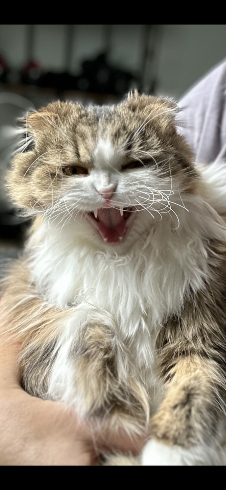 Entry image for Felicia. Clicking this image will show a larger photo