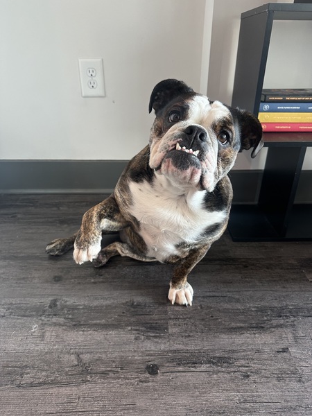 Entry image for Dolly P. Clicking this image will show a larger photo