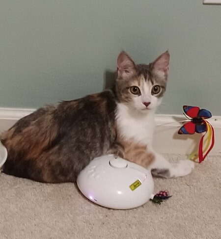 Entry image for Cookie Crisp. Clicking this image will show a larger photo