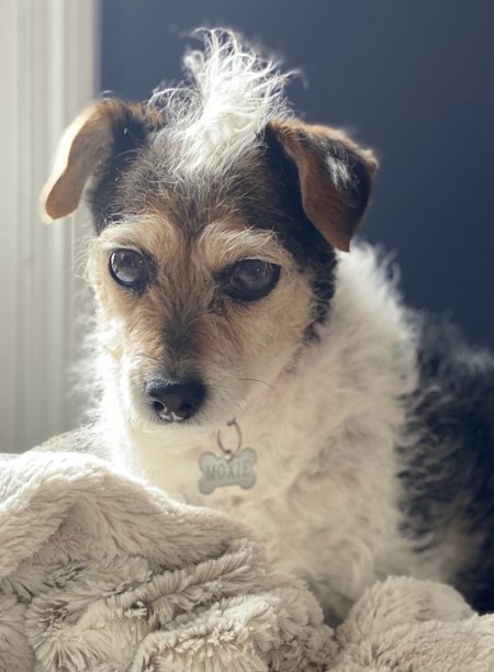 Entry image for Moxie. Clicking this image will show a larger photo