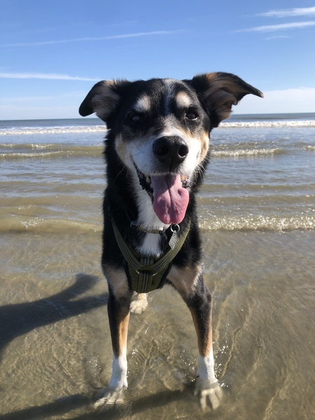 Entry image for Breezy. Clicking this image will show a larger photo