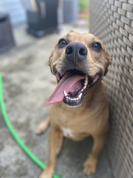 Entry image for Scooby. Clicking this image will show a larger photo