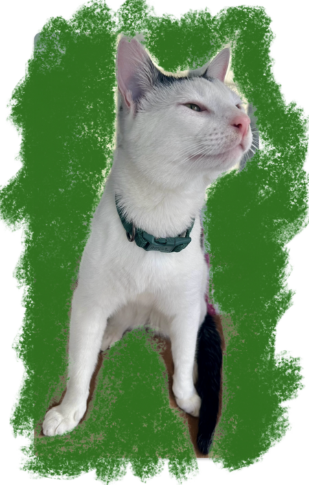 Entry image for Bruiser. Clicking this image will show a larger photo