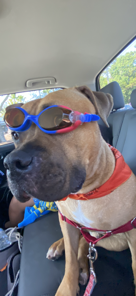 Entry image for Coco. Clicking this image will show a larger photo