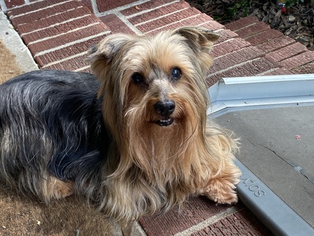 Entry image for Moxie. Clicking this image will show a larger photo