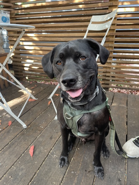 Entry image for Apollo. Clicking this image will show a larger photo