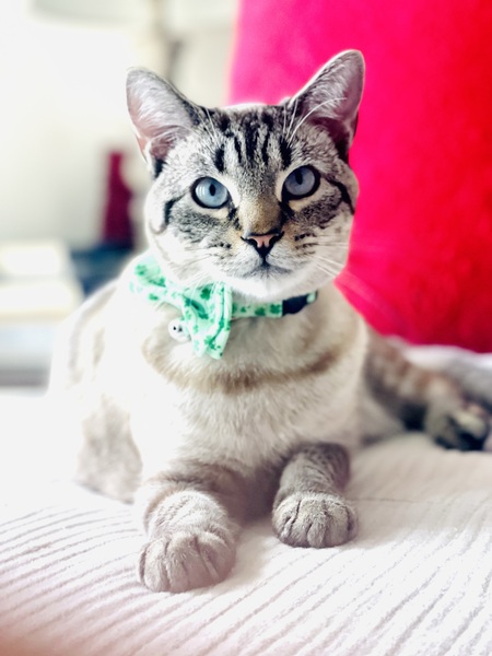 Entry image for Gravy. Clicking this image will show a larger photo