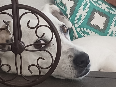 Entry image for JJ. Clicking this image will show a larger photo