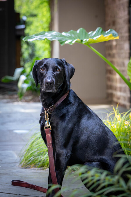 Entry image for Ebony. Clicking this image will show a larger photo