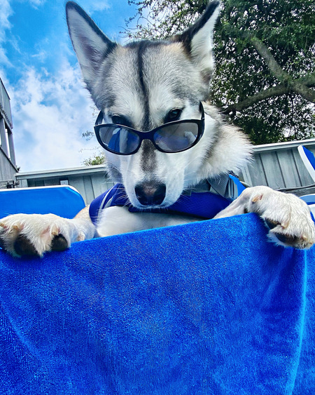 Entry image for Kiwi. Clicking this image will show a larger photo