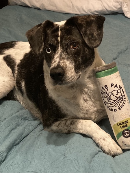 Entry image for Wrenley. Clicking this image will show a larger photo