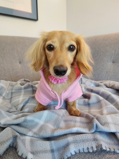 Entry image for Olive. Clicking this image will show a larger photo