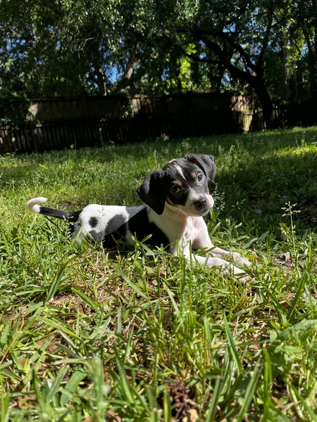 Entry image for Boone . Clicking this image will show a larger photo