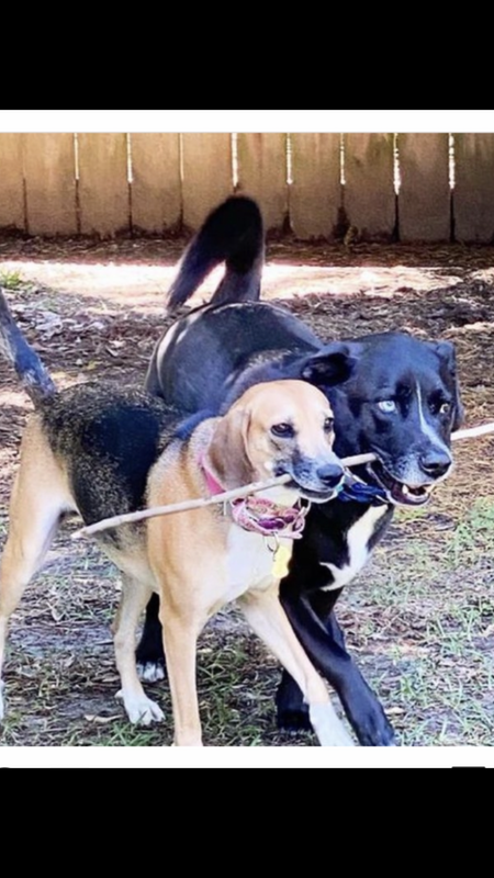 Entry image for Bo & Lady Dora. Clicking this image will show a larger photo