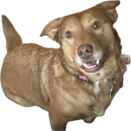 Entry image for Wally. Clicking this image will show a larger photo