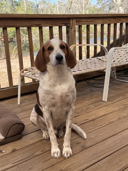 Entry image for “GB”. Good Boy. Clicking this image will show a larger photo