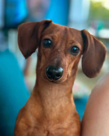 Entry image for Roxy. Clicking this image will show a larger photo