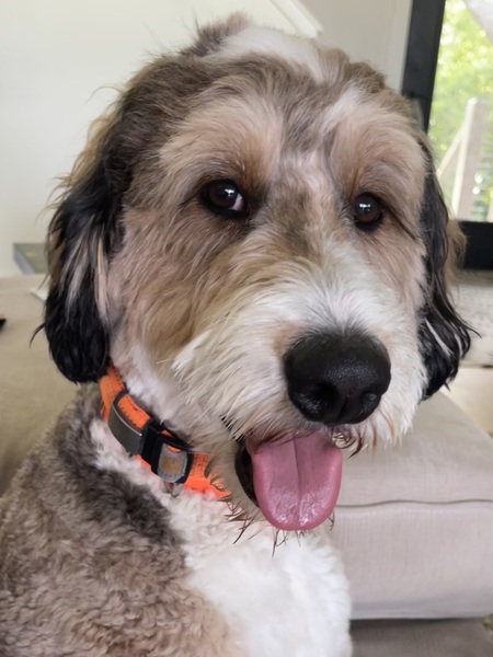 Entry image for Benson. Clicking this image will show a larger photo