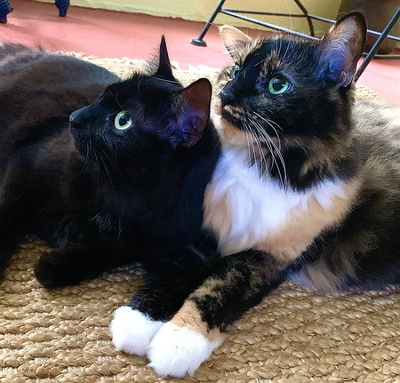 Entry image for Piper & Bunny, Young & Old Rescue Sistas. Clicking this image will show a larger photo