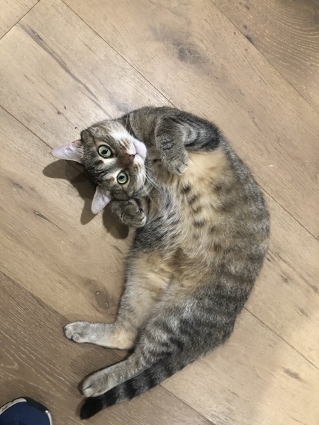 Entry image for Gidget. Clicking this image will show a larger photo