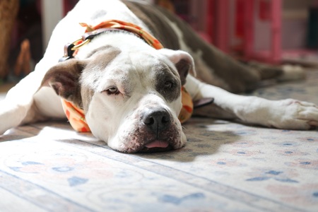 Entry image for Emmett. Clicking this image will show a larger photo