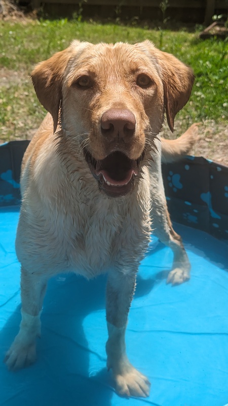 Entry image for Cora. Clicking this image will show a larger photo