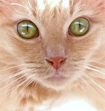 Entry image for Maggie. Clicking this image will show a larger photo