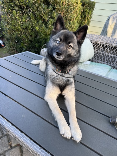 Entry image for Loki. Clicking this image will show a larger photo