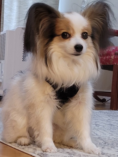 Entry image for Beau. Clicking this image will show a larger photo