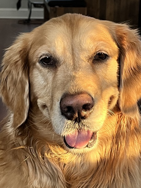 Entry image for Hoppi. Clicking this image will show a larger photo