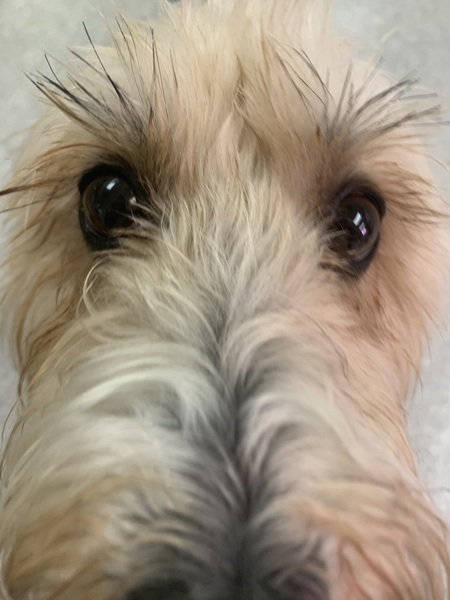 Entry image for Ripley. Clicking this image will show a larger photo