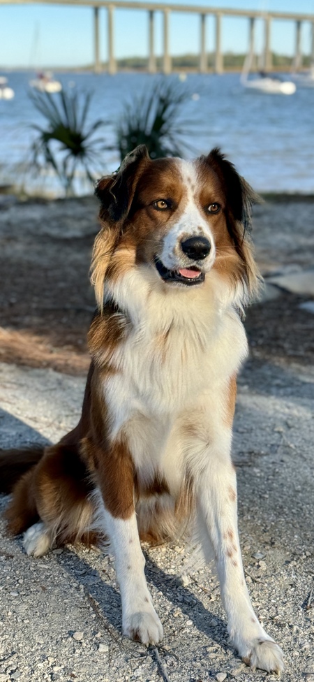 Entry image for Theo. Clicking this image will show a larger photo