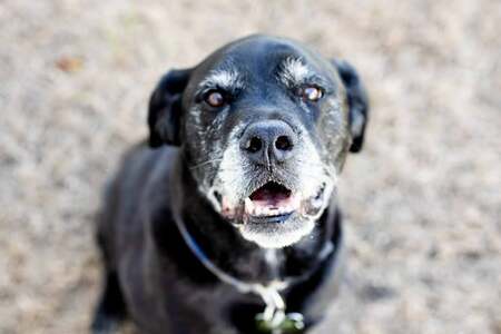 Entry image for Chevy. Clicking this image will show a larger photo