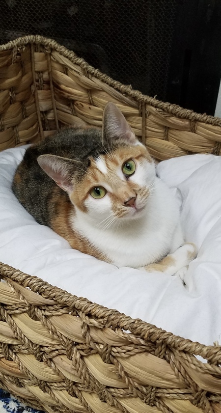 Entry image for Zoey. Clicking this image will show a larger photo