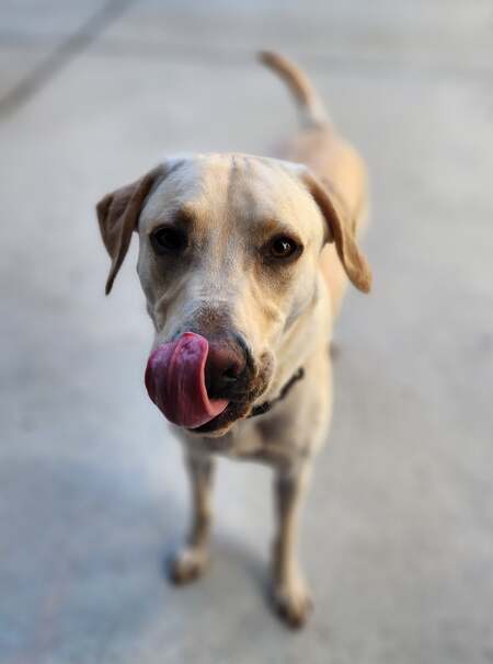 Entry image for Brody. Clicking this image will show a larger photo