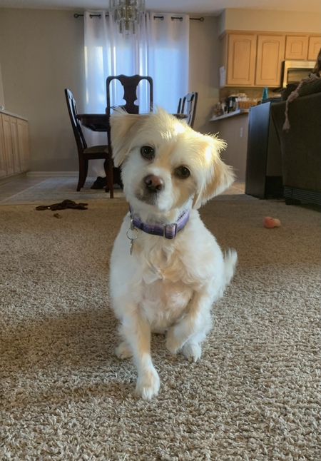 Entry image for Indy. Clicking this image will show a larger photo