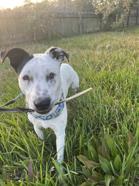 Entry image for Enzo. Clicking this image will show a larger photo