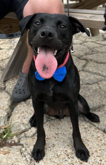 Entry image for Nico. Clicking this image will show a larger photo