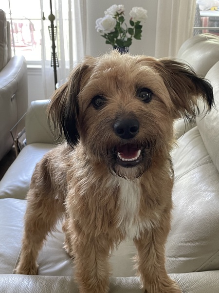 Entry image for Willow . Clicking this image will show a larger photo