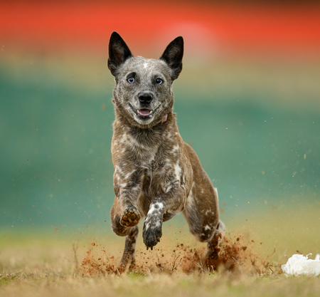 Entry image for Aspen. Clicking this image will show a larger photo