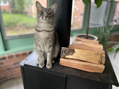 Entry image for Purr. Clicking this image will show a larger photo