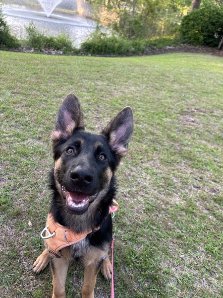 Entry image for Stevie. Clicking this image will show a larger photo