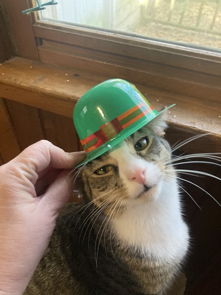 Entry image for Dixon. Clicking this image will show a larger photo